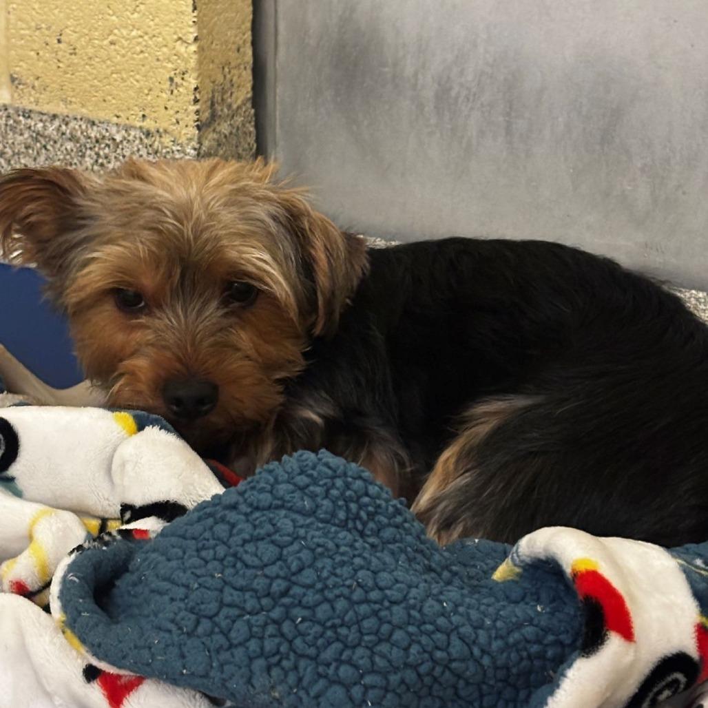 Enlarge Bobby, a Adopted Yorkshire Terrier in Arlington, VA image 1/1