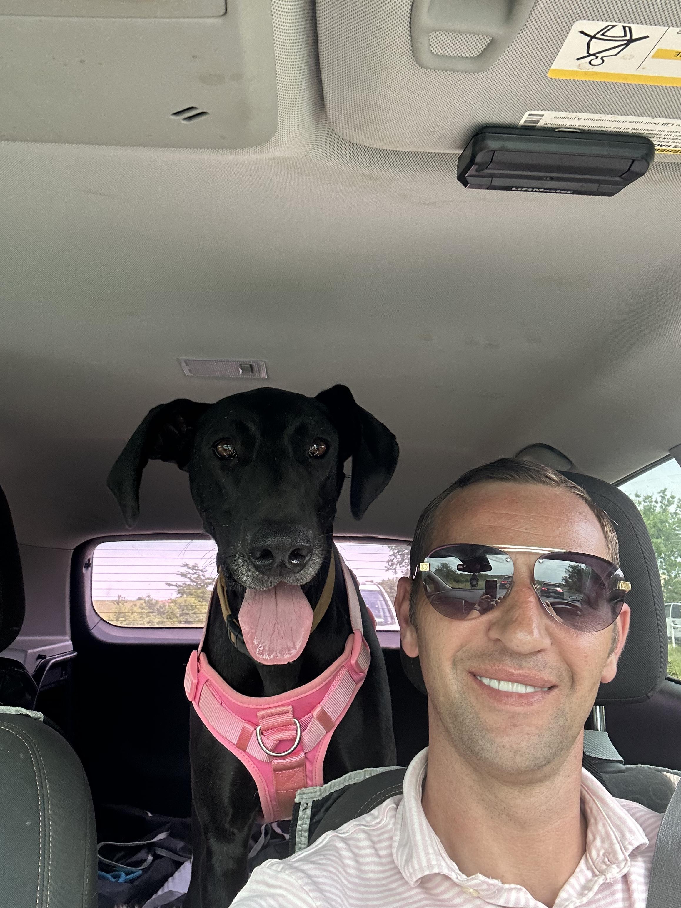 Strorm, Adopted, Young Female Great Dane.