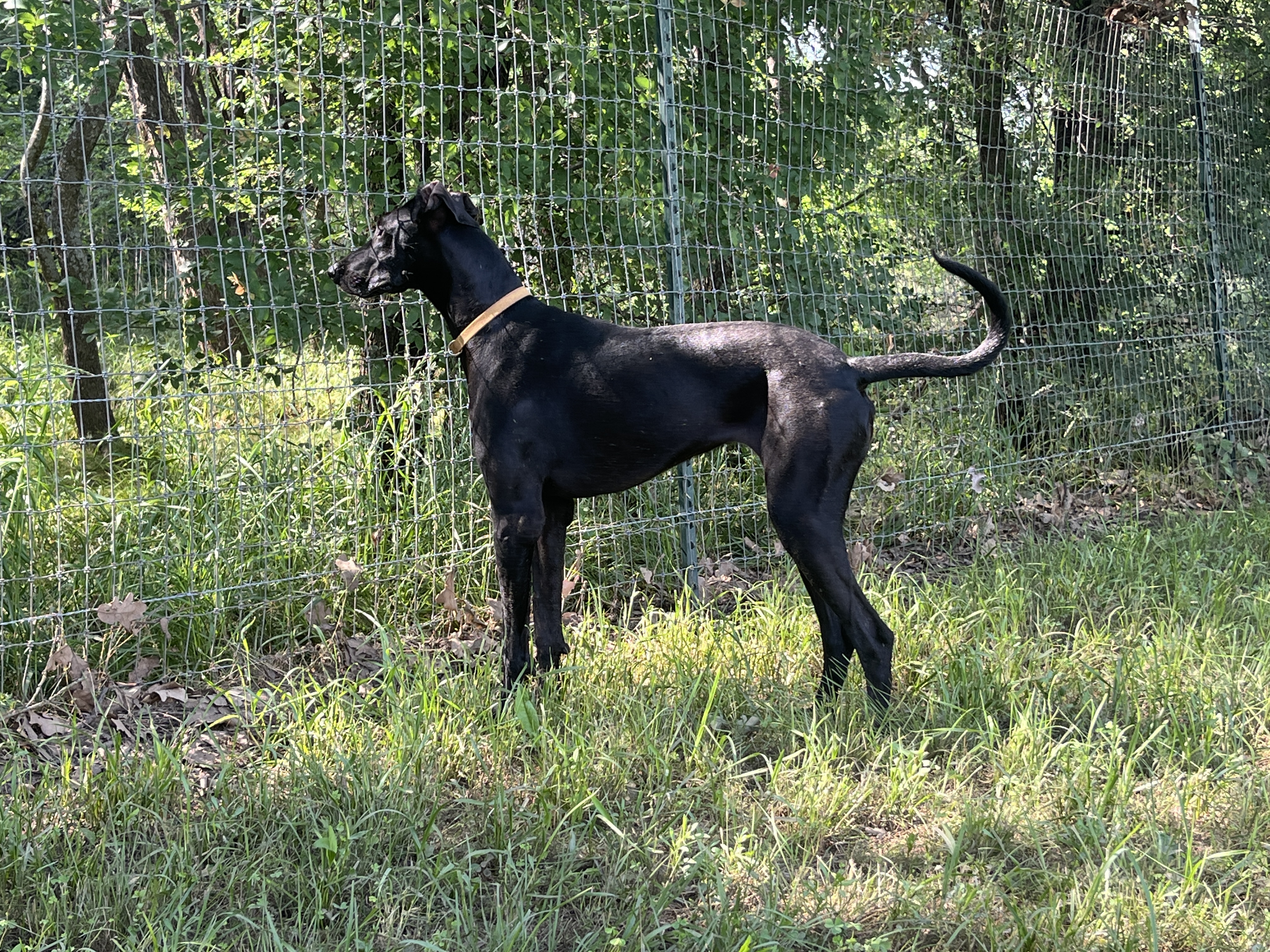 Strorm, a Adopted Great Dane in Pilot Point, TX image 2/2
