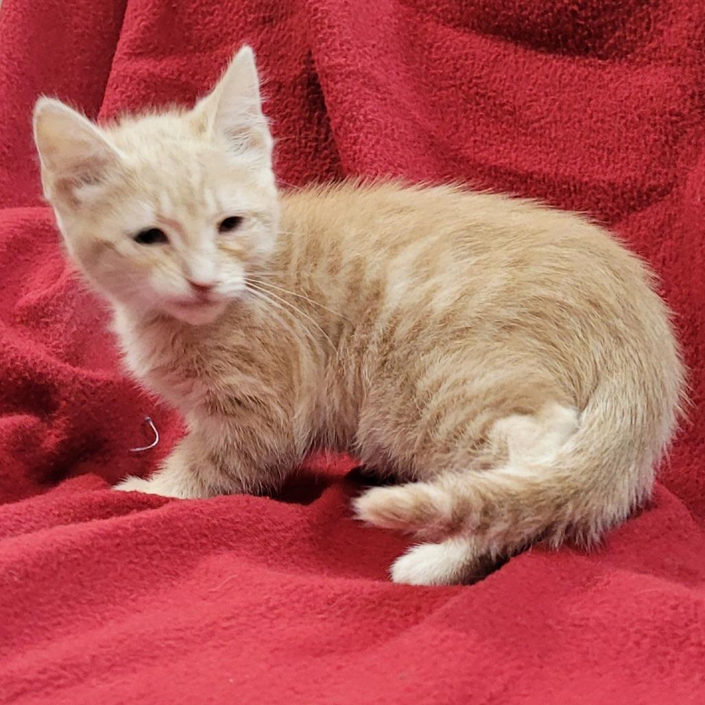 Enlarge Spice, a Adoptable Domestic Short Hair in Coos Bay, OR image 1/1