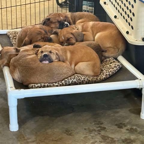 Boss Hogg, Adoptable, Young Male Border Collie & Dogue de Bordeaux.