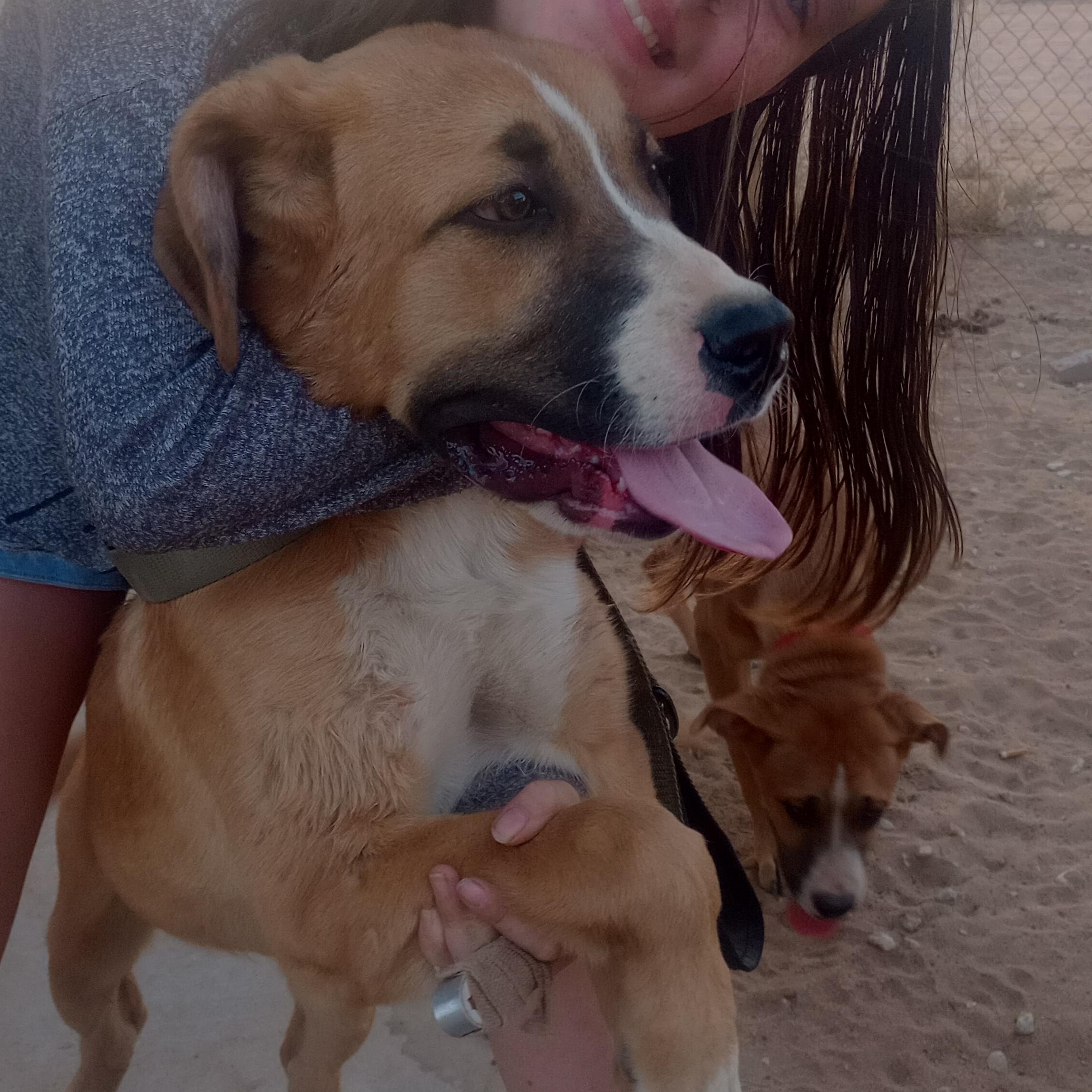 Boss Hogg, a Adoptable mixed breed in Apple Valley, CA image 1/4
