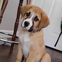 Boss Hogg, a Adoptable mixed breed in Apple Valley, CA image 2/4