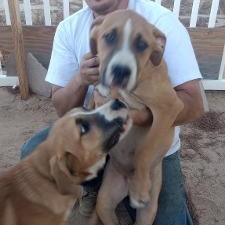 Boss Hogg, a Adoptable mixed breed in Apple Valley, CA image 3/4