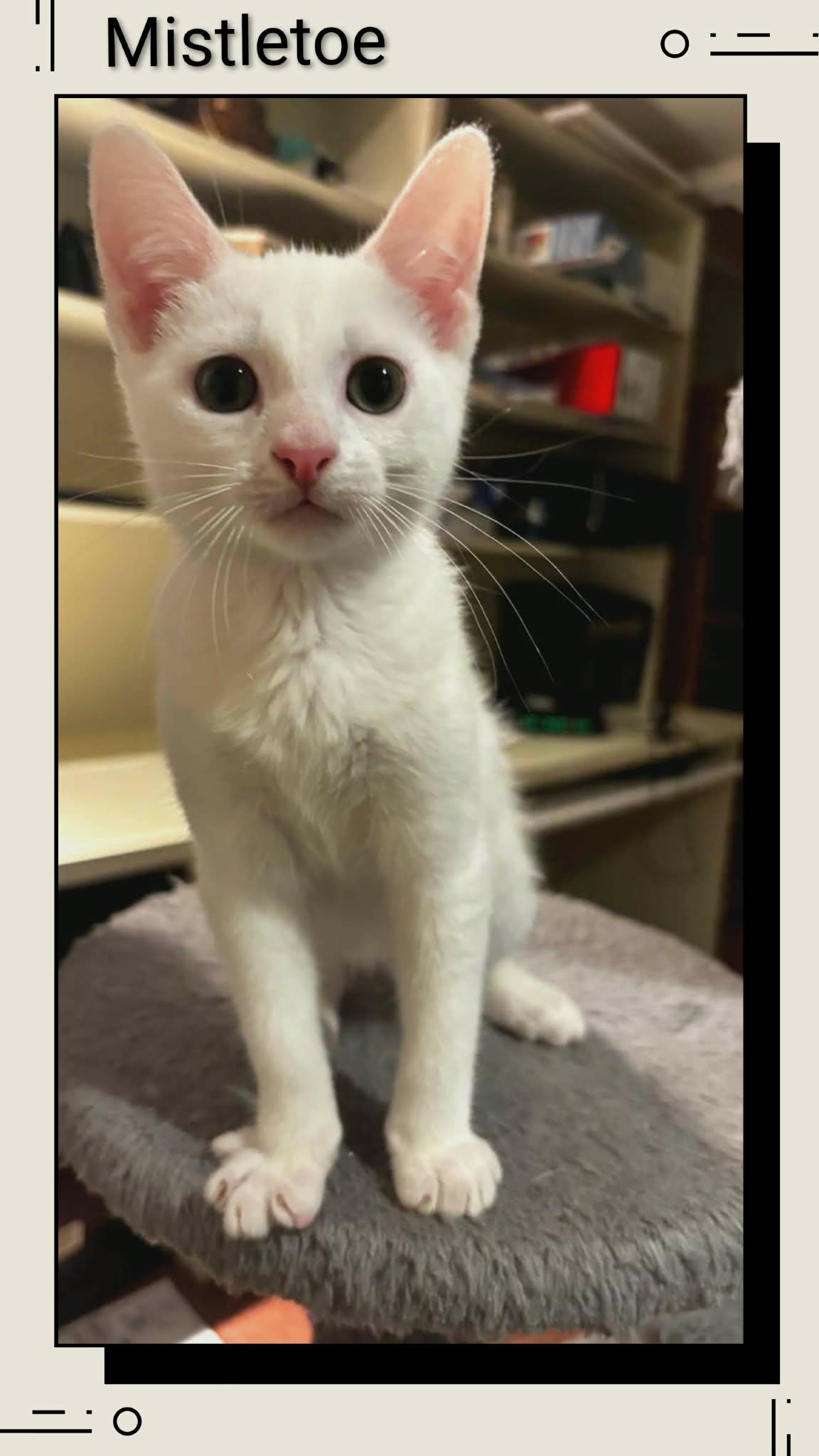 Mistletoe, Adoptable, Young Female Domestic Short Hair.