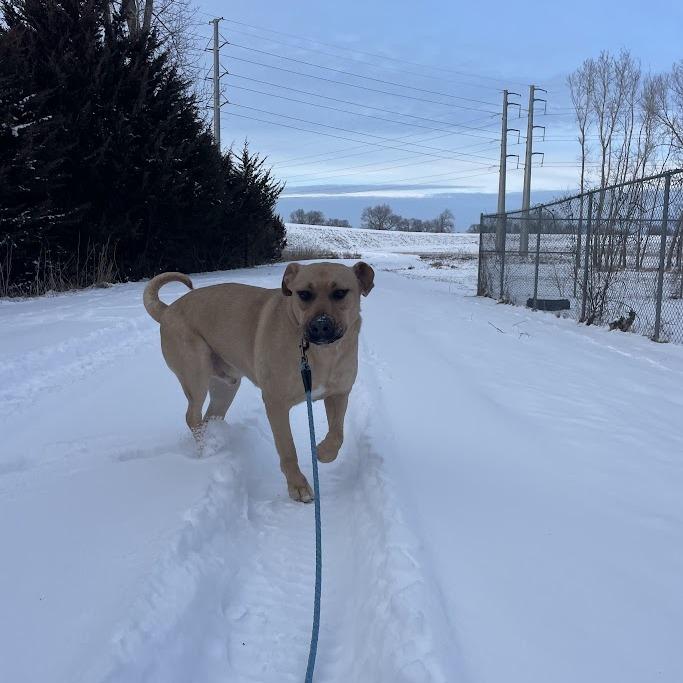 Atlas, Adoptable, Adult Male Yellow Labrador Retriever.