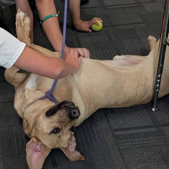 Enlarge Atlas, a Adoptable mixed breed in Manhattan, KS image 2/6