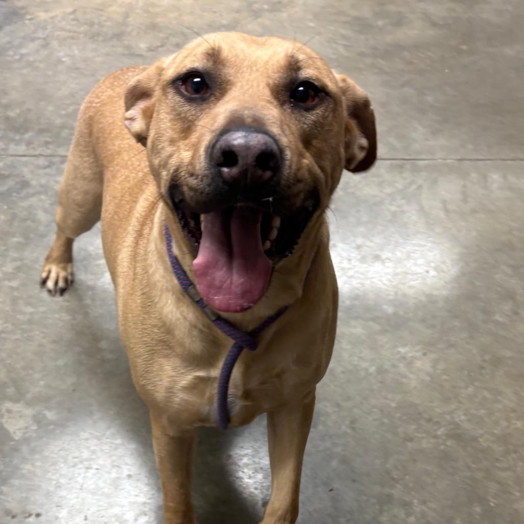 Enlarge Atlas, a Adoptable mixed breed in Manhattan, KS image 4/6