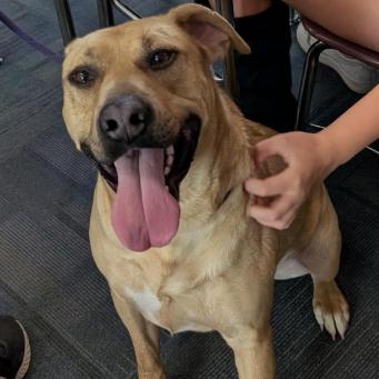 Enlarge Atlas, a Adoptable mixed breed in Manhattan, KS image 5/6