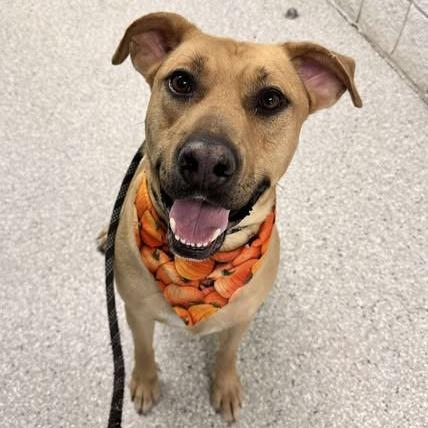 Enlarge Atlas, a Adoptable mixed breed in Manhattan, KS image 6/6