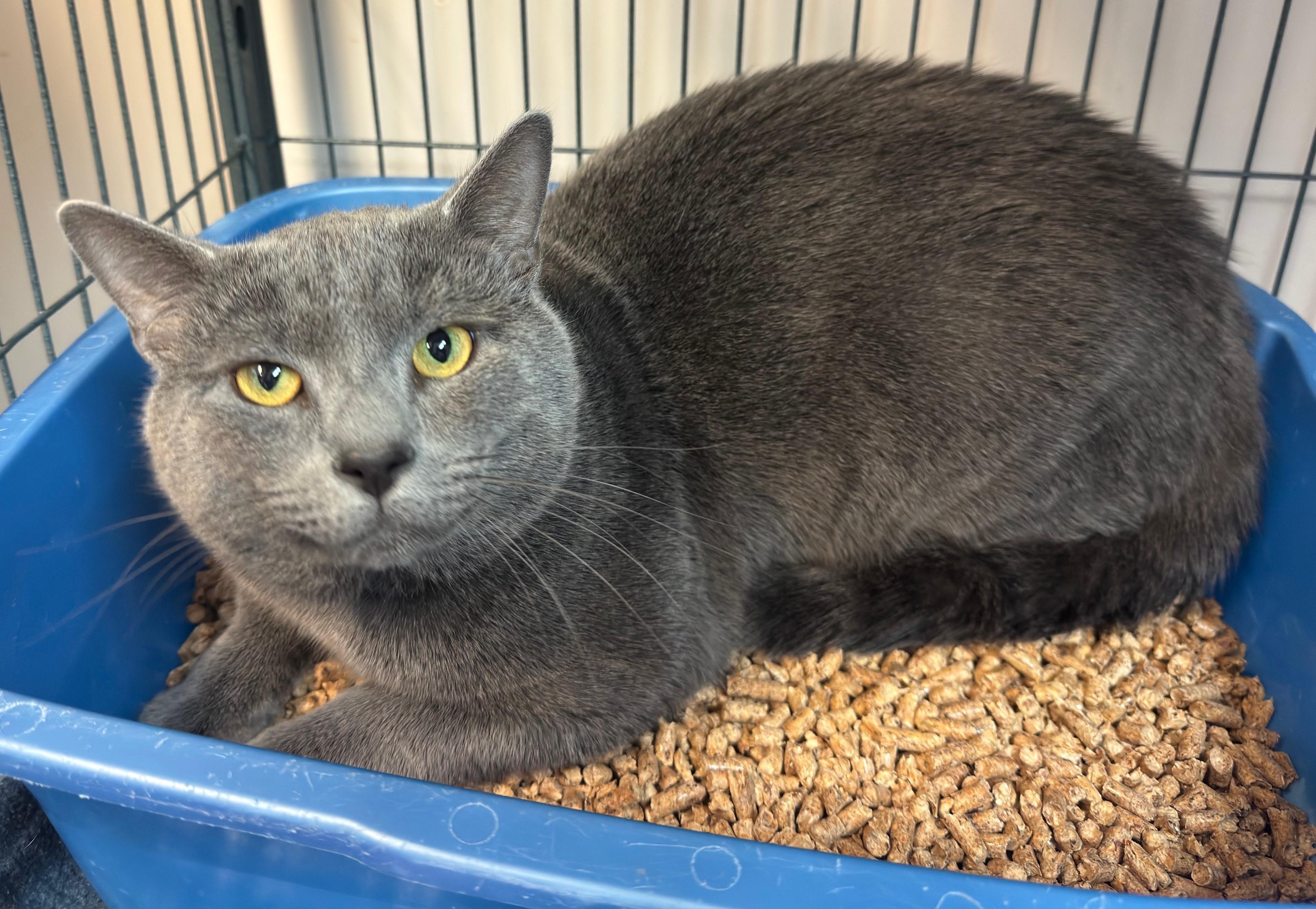 Enlarge Gargoyle, a Adoptable Domestic Short Hair in Kearneysville, WV image 2/2
