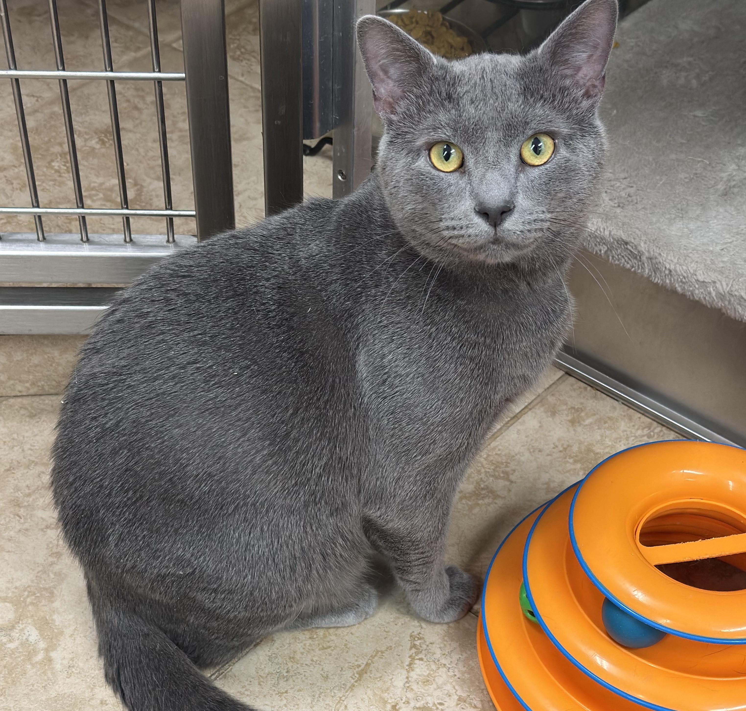 Gargoyle, Adoptable, Young Male Domestic Short Hair.
