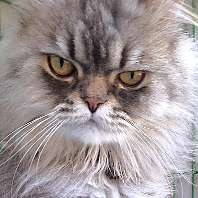 Prince Silver photo 2