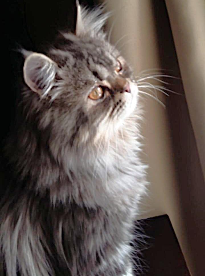 Prince Silver photo 4