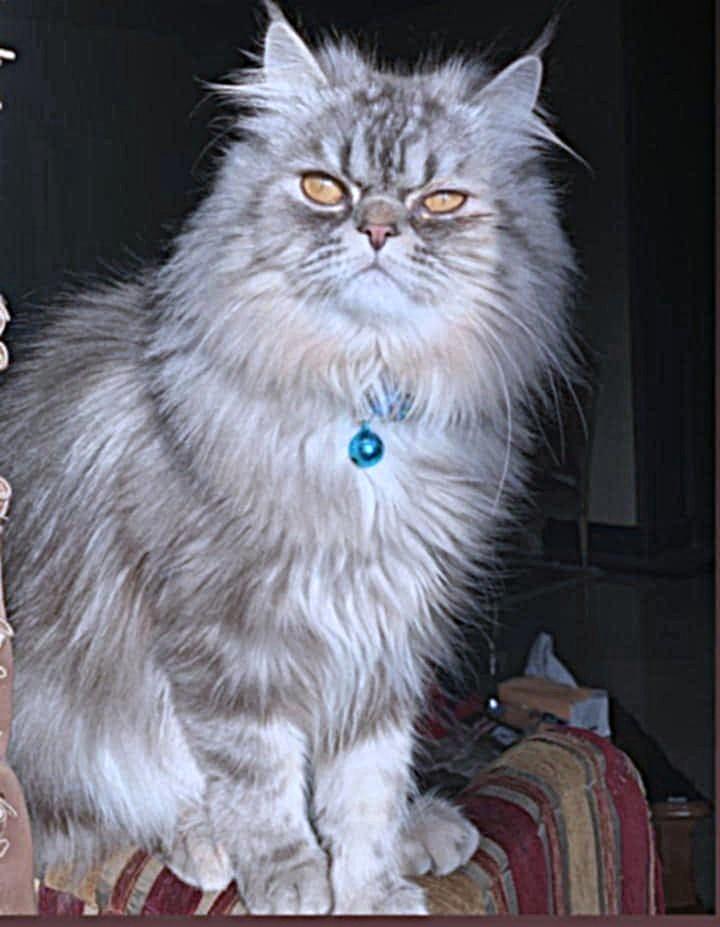 Prince Silver photo 5