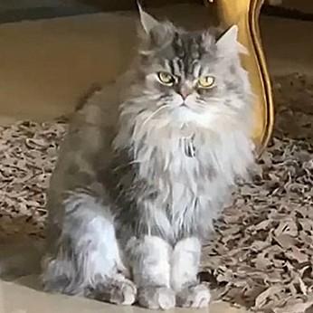 Prince Silver, Adult Male unknown