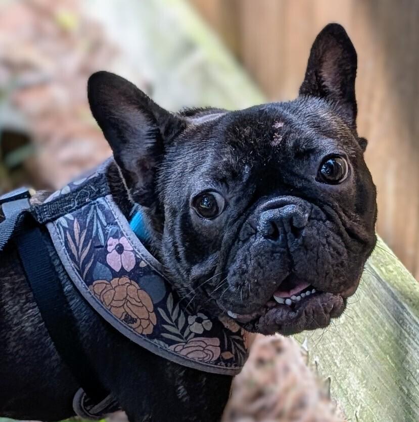 Cole Riley-4838 Jonesborough TN, a Adoptable French Bulldog in Maryville, TN image 3/3