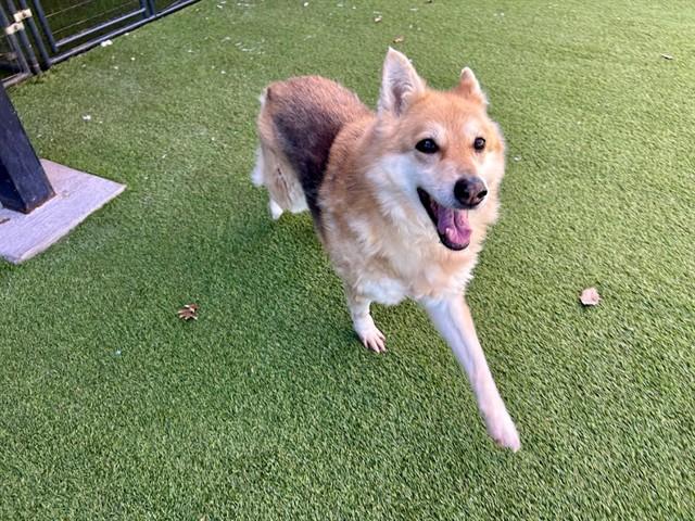 Enlarge NINA, a Adoptable German Shepherd Dog in Garland, TX image 1/1