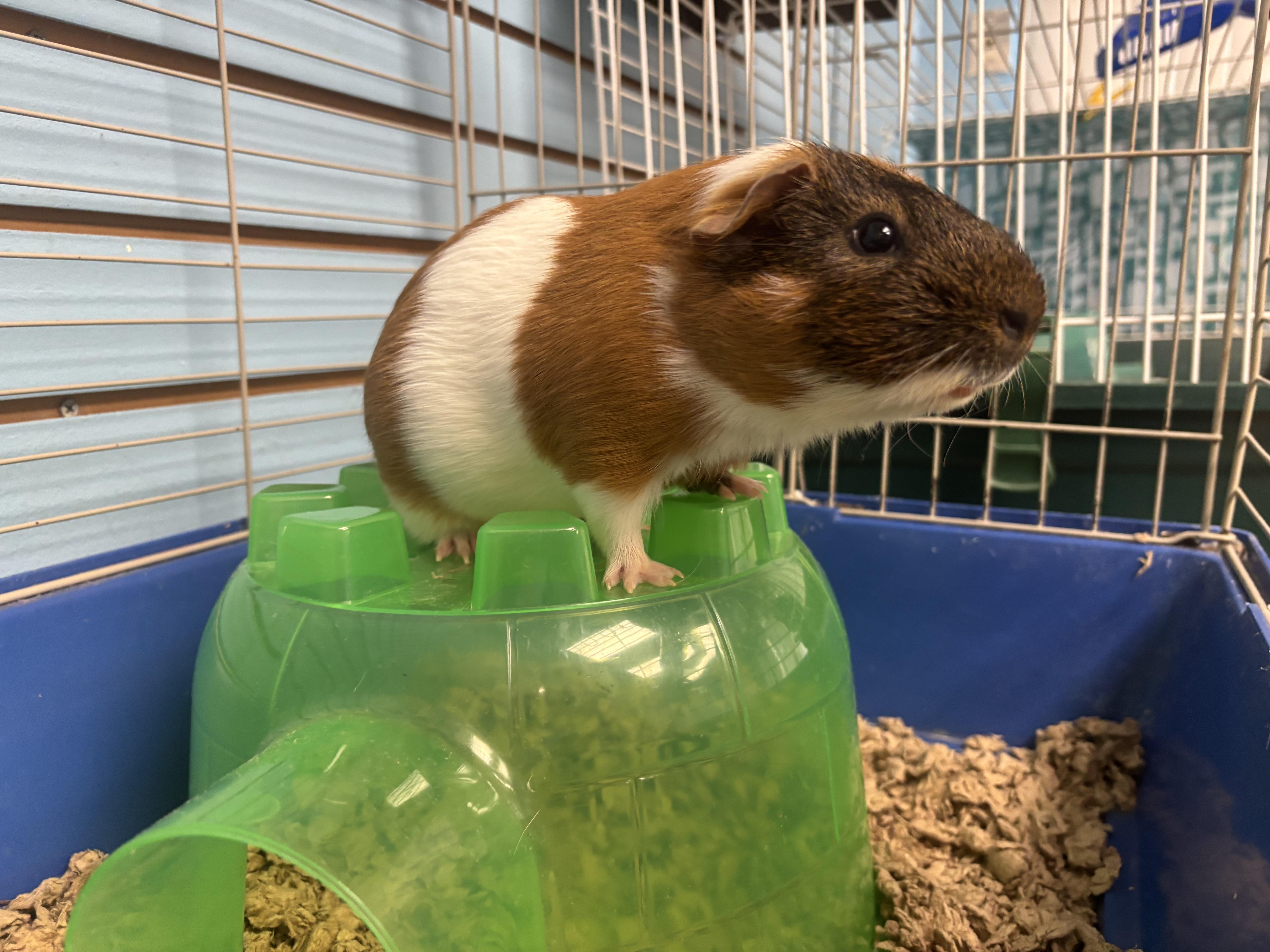 Edamame, adopted, Baby Male Guinea Pig.