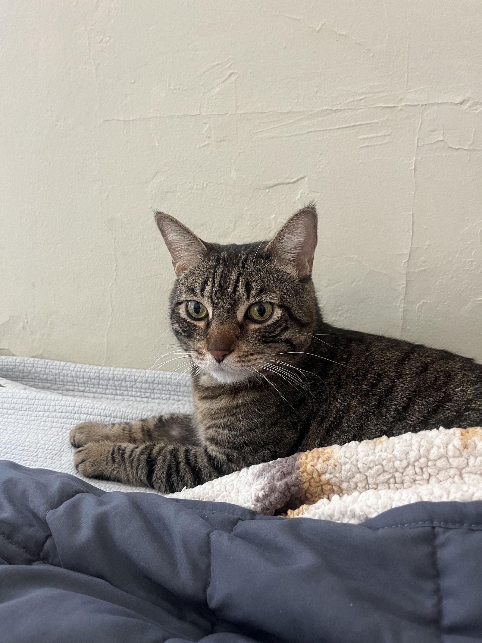 Bo (bonded with Sammy), Adoptable, Senior Male Domestic Short Hair.