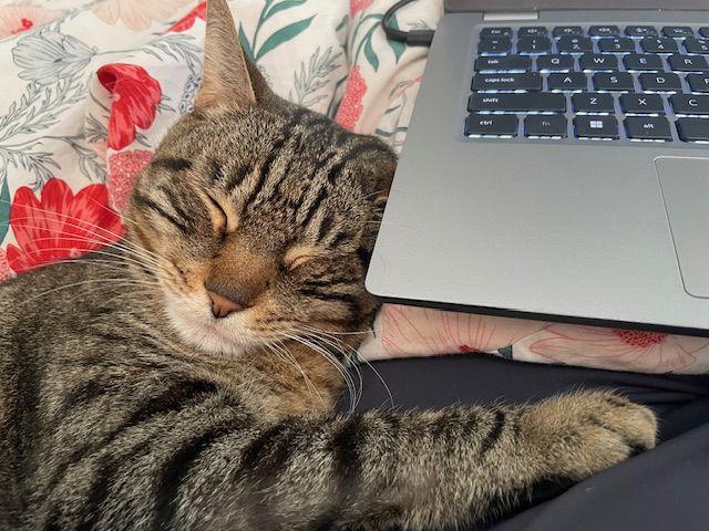 Bo (bonded with Sammy), a Adoptable Domestic Short Hair in Oakland, CA image 2/2