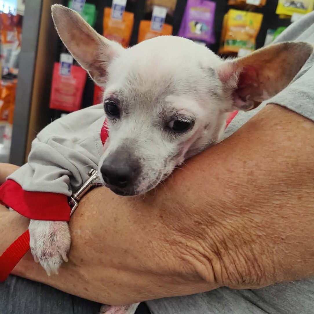 Enlarge Jax and Olaf , a ADOPTABLE mixed breed in Marana, AZ image 4/5