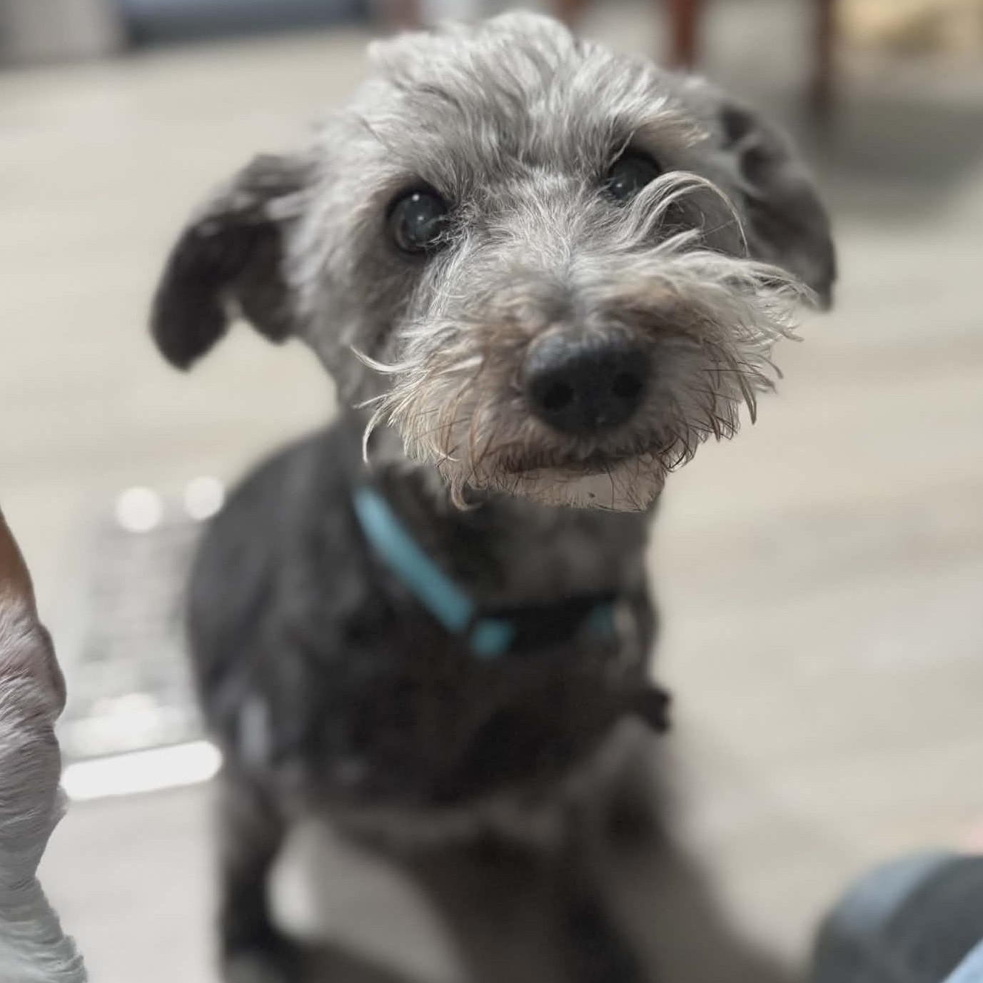 Enlarge Jax and Olaf , a ADOPTABLE mixed breed in Marana, AZ image 3/5