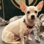 Enlarge Jax and Olaf , a ADOPTABLE mixed breed in Marana, AZ image 2/5