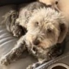 Enlarge Jax and Olaf , a ADOPTABLE mixed breed in Marana, AZ image 5/5