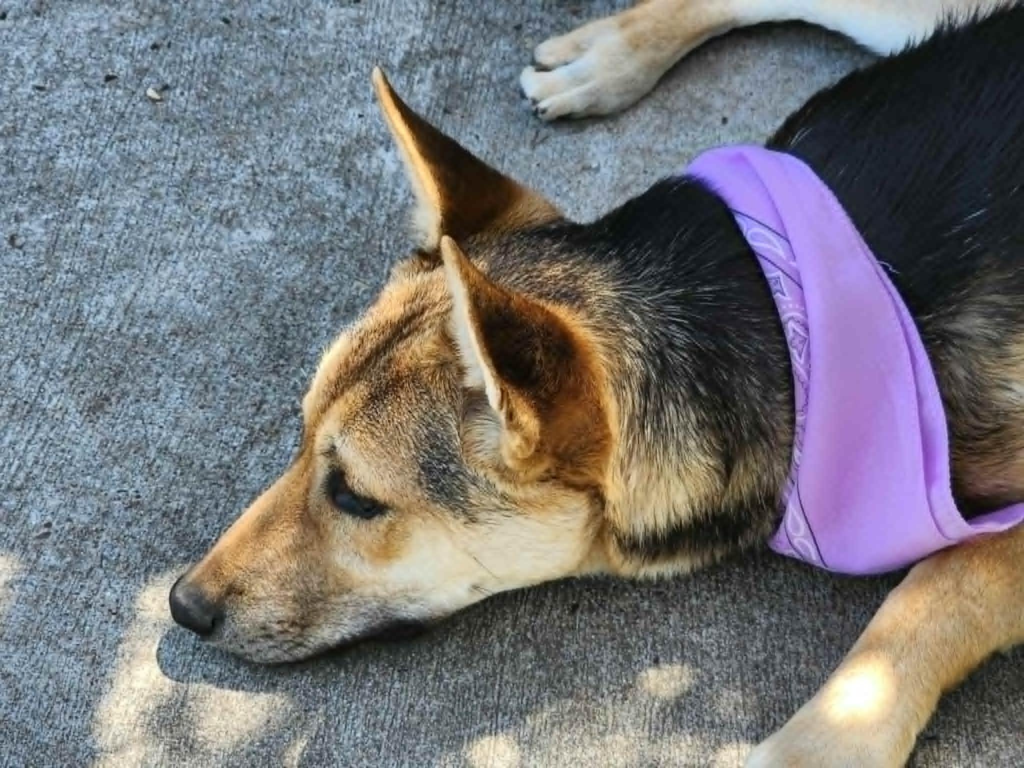 Annie, a Adoptable mixed breed in Shreveport, LA image 3/4