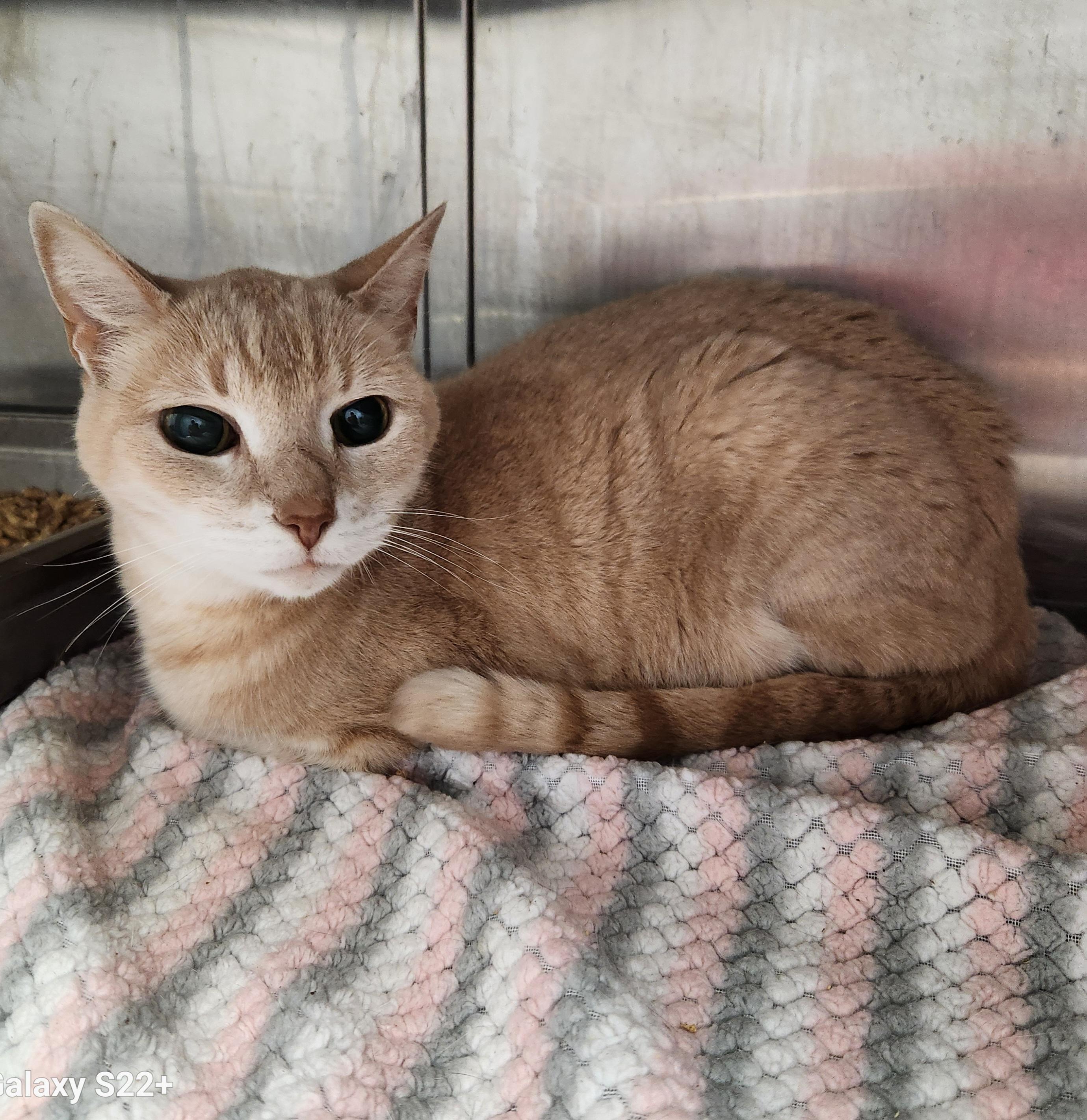 Riley, Adoptable, Adult Female Tabby.