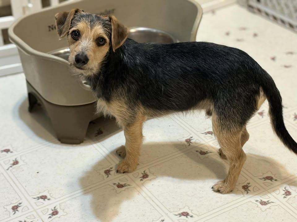 Enlarge Chief, an adopted mixed breed in Ooltewah, TN image 5/5