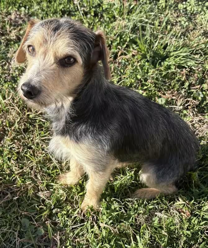 Enlarge Chief, an adopted mixed breed in Ooltewah, TN image 3/5