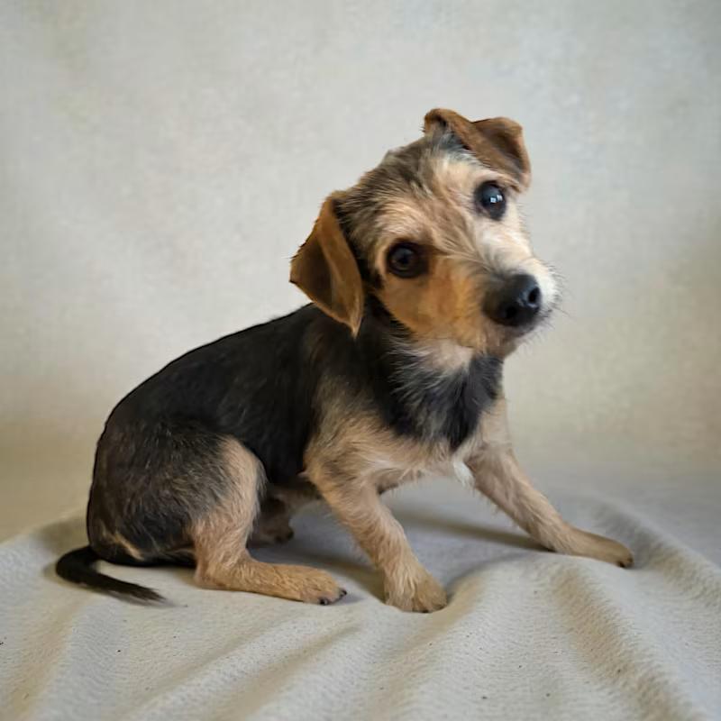 Enlarge Chief, an adopted mixed breed in Ooltewah, TN image 1/5