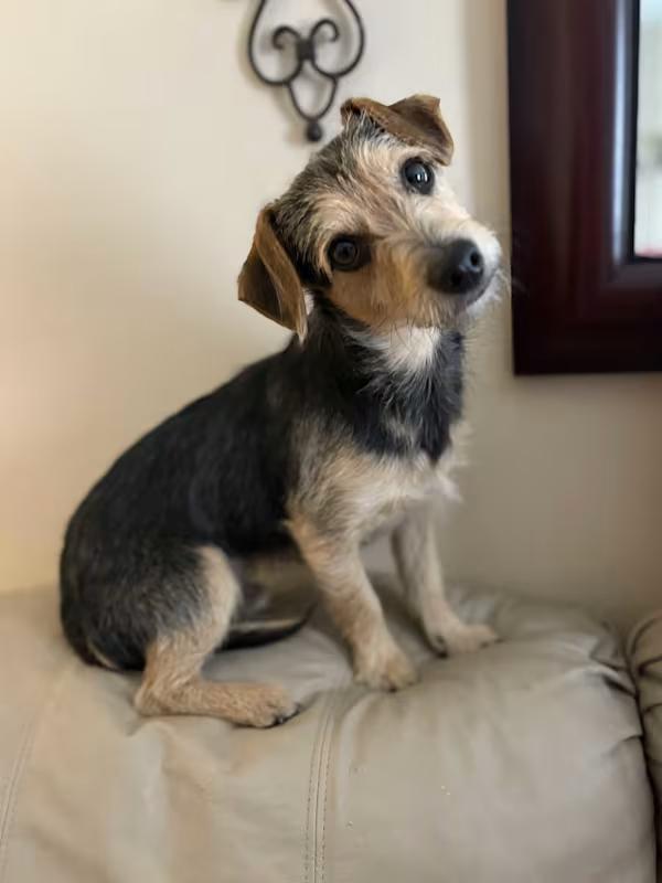 Enlarge Chief, an adopted mixed breed in Ooltewah, TN image 2/5