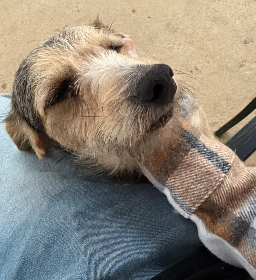 Enlarge Chief, an adopted mixed breed in Ooltewah, TN image 4/5