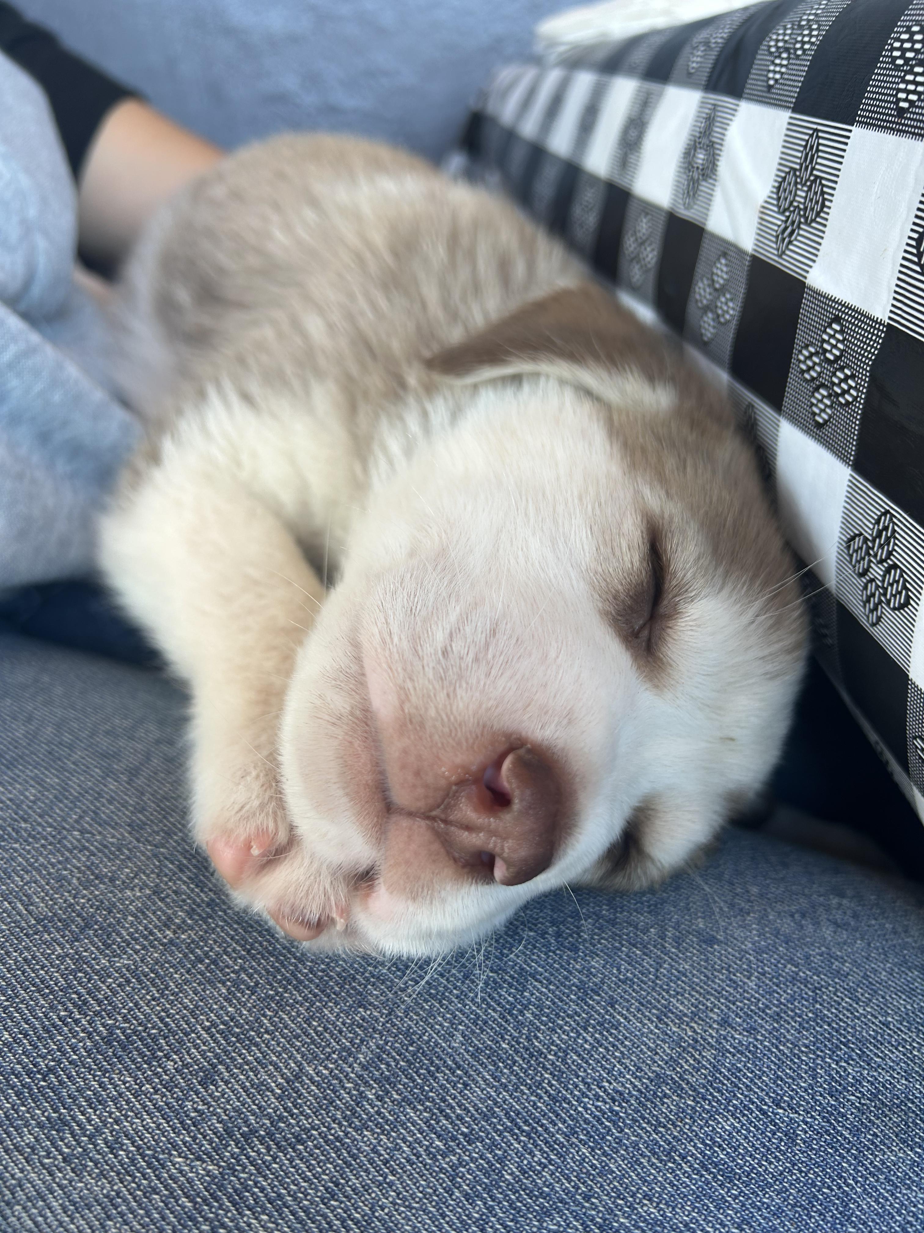 Enlarge Bucatini (Pasta litter), a Adoptable mixed breed in Redwood City, CA image 4/6