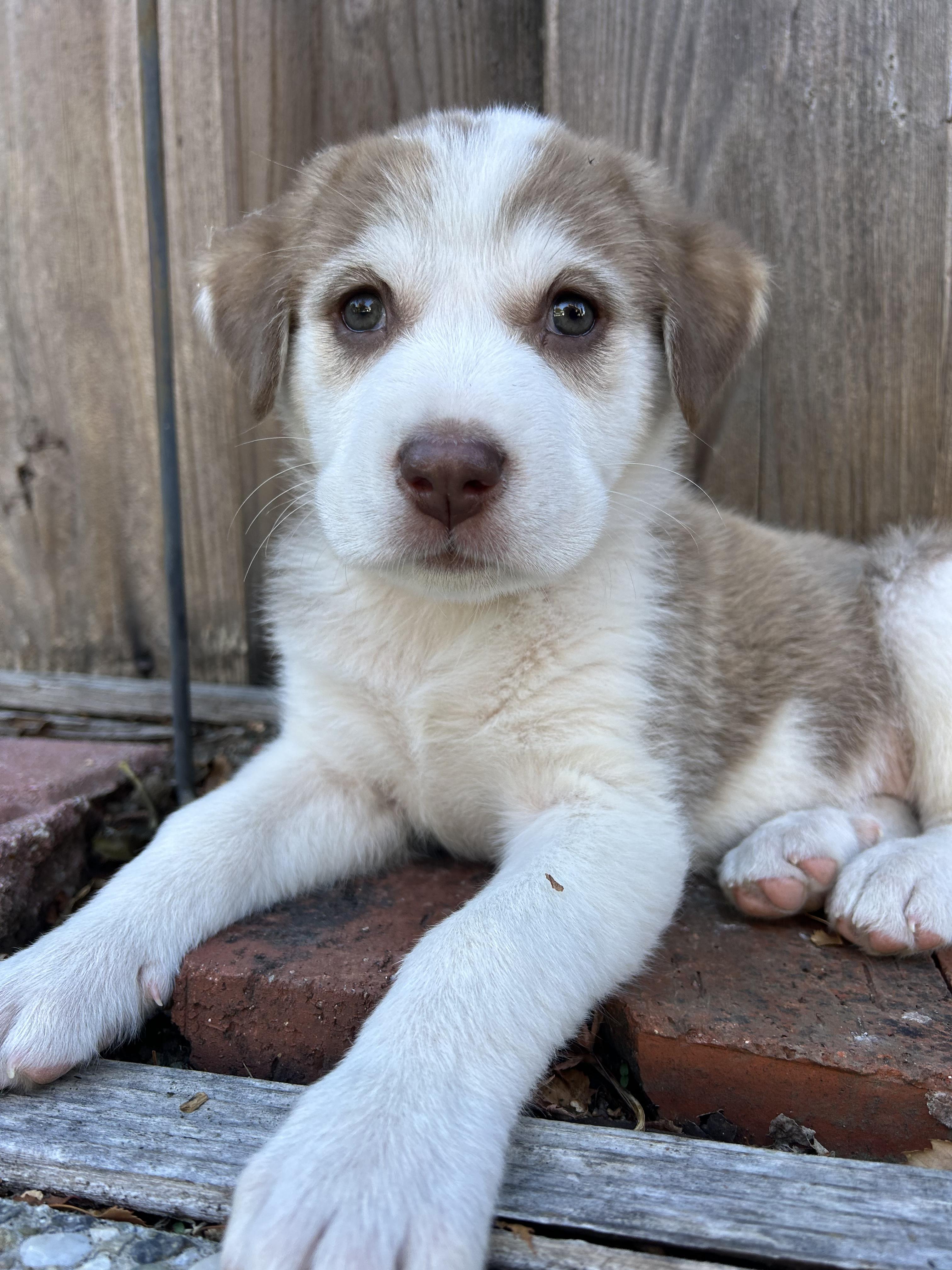 Bucatini (Pasta litter), Adoptable, Puppy Female Great Pyrenees.