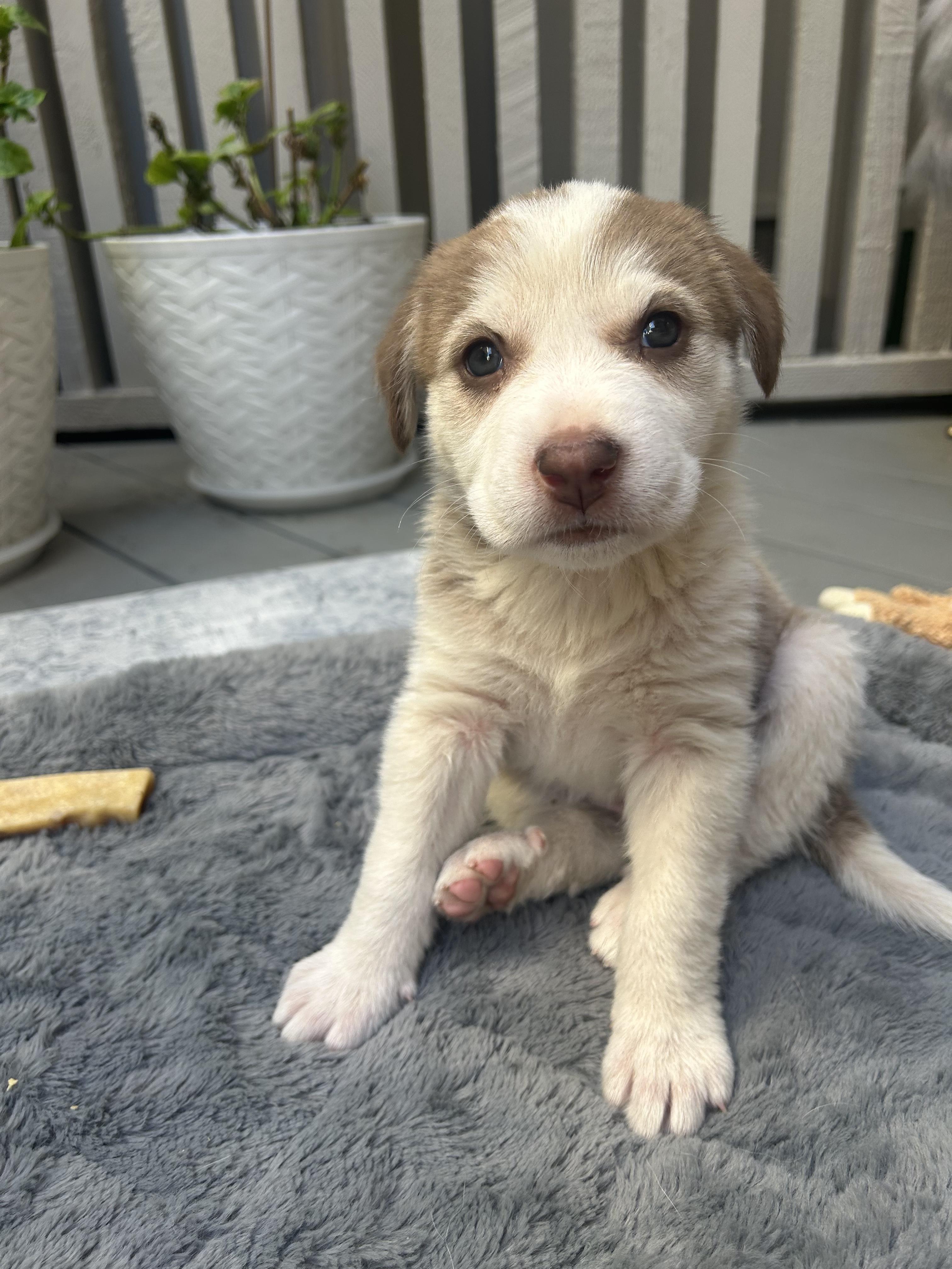 Enlarge Bucatini (Pasta litter), a Adoptable mixed breed in Redwood City, CA image 1/6