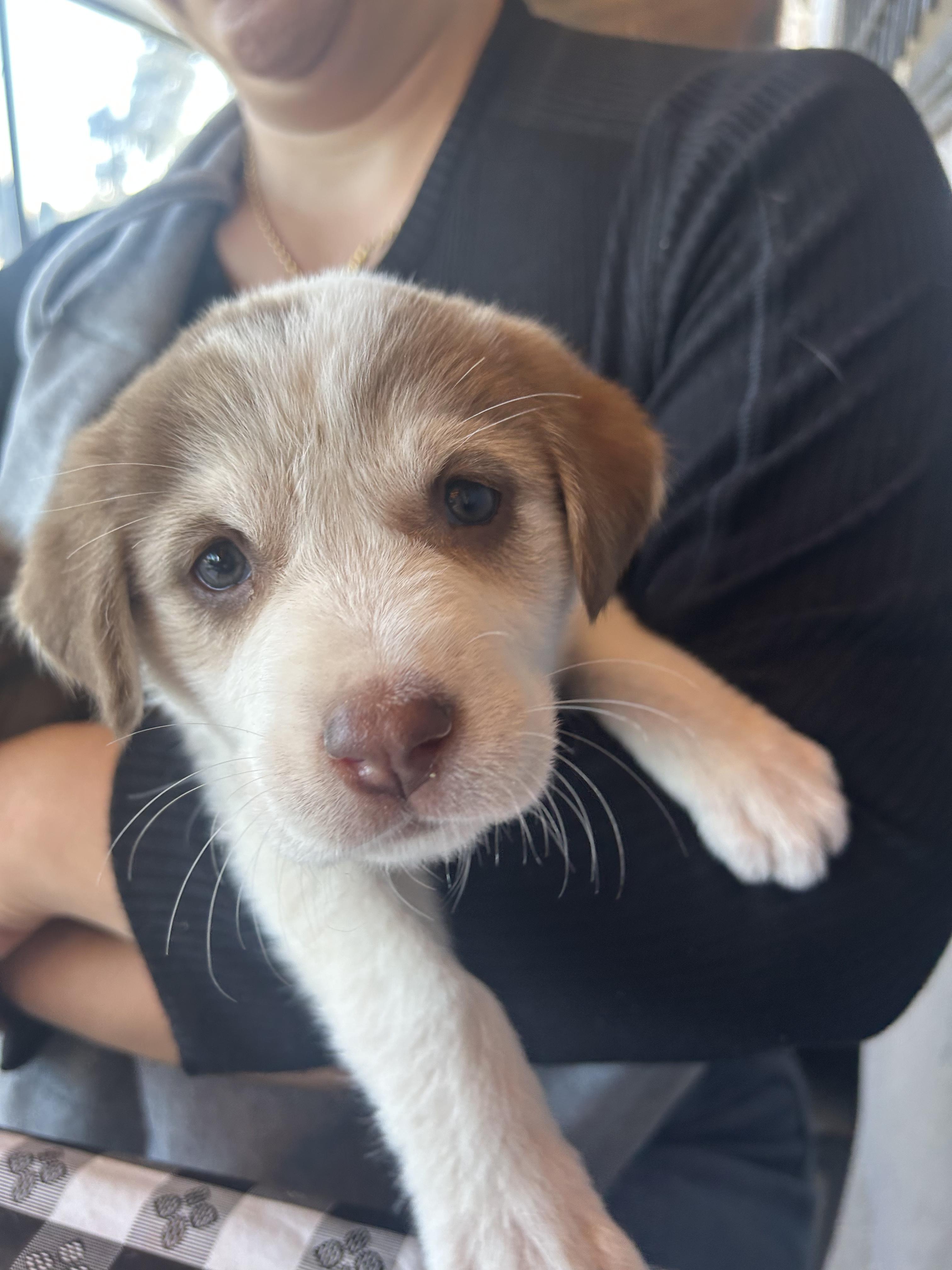 Enlarge Bucatini (Pasta litter), a Adoptable mixed breed in Redwood City, CA image 2/6