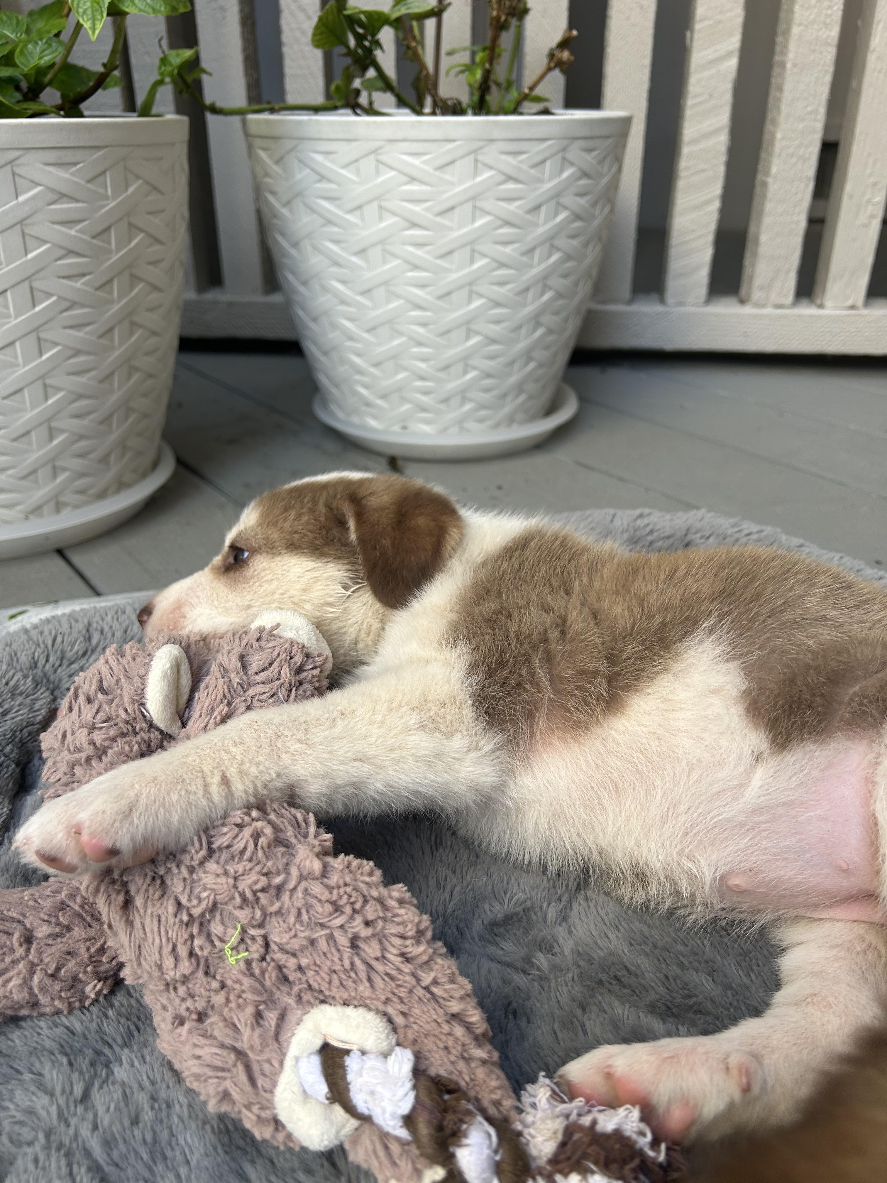Enlarge Bucatini (Pasta litter), a Adoptable mixed breed in Redwood City, CA image 5/6