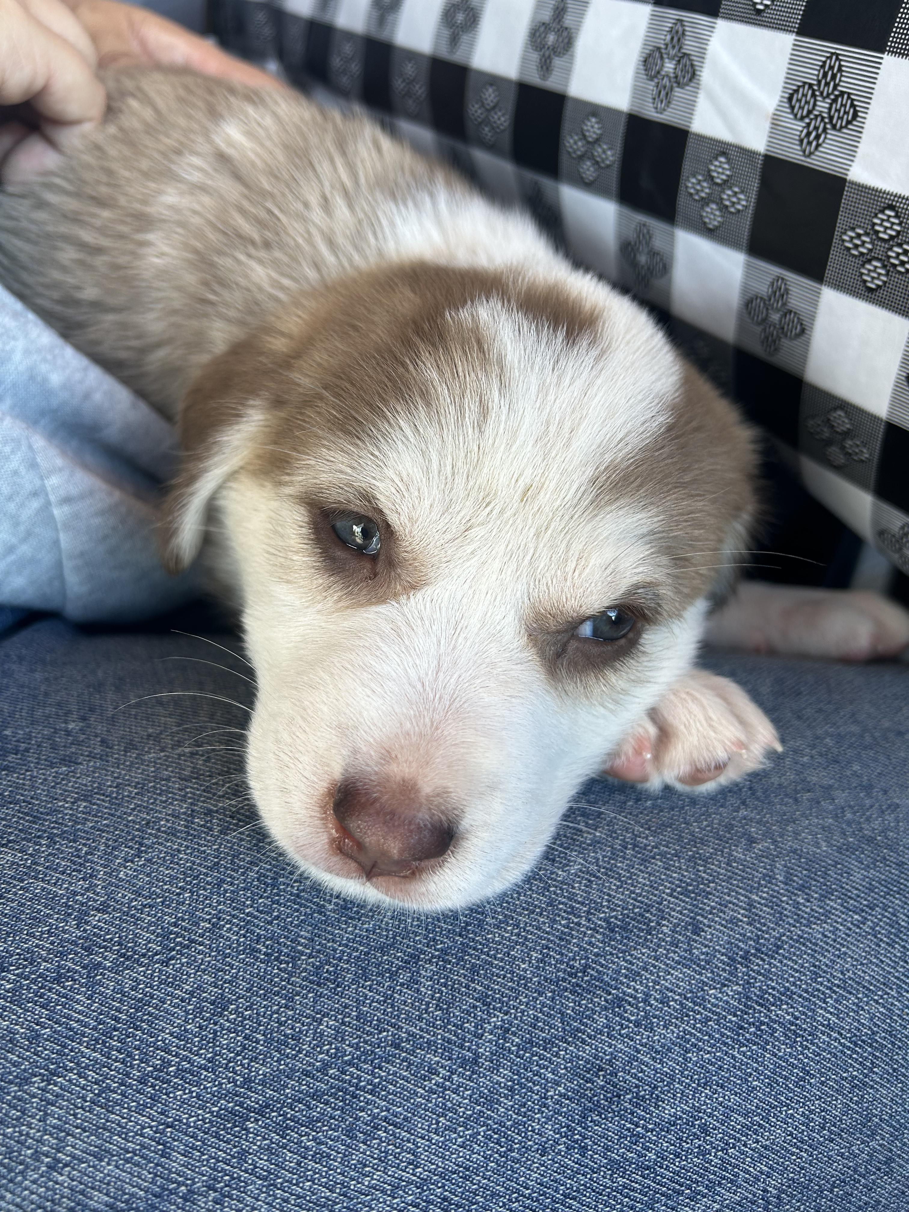 Enlarge Bucatini (Pasta litter), a Adoptable mixed breed in Redwood City, CA image 6/6