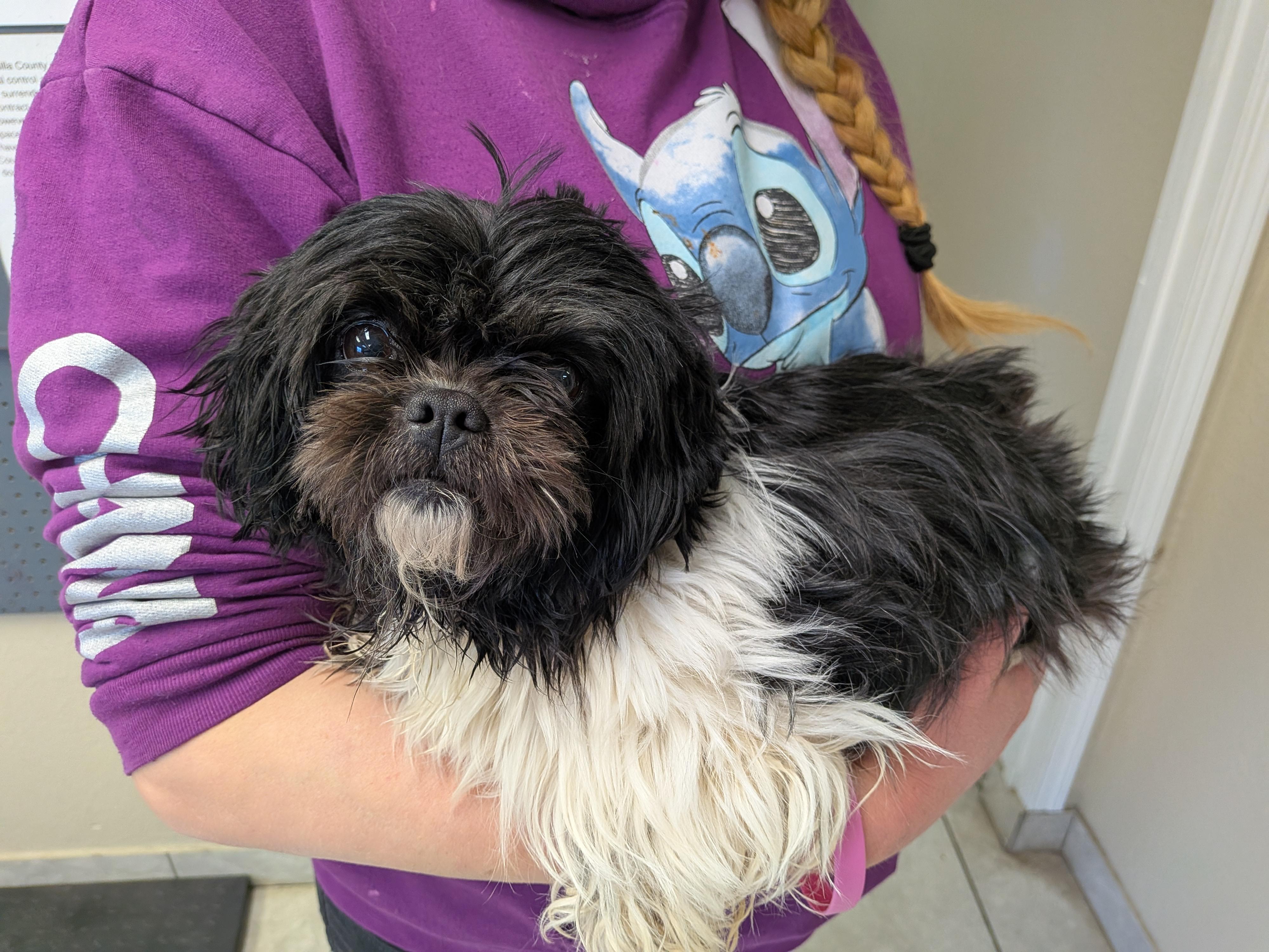 Enlarge Missy, an adopted Shih Tzu in Hermiston, OR image 2/3