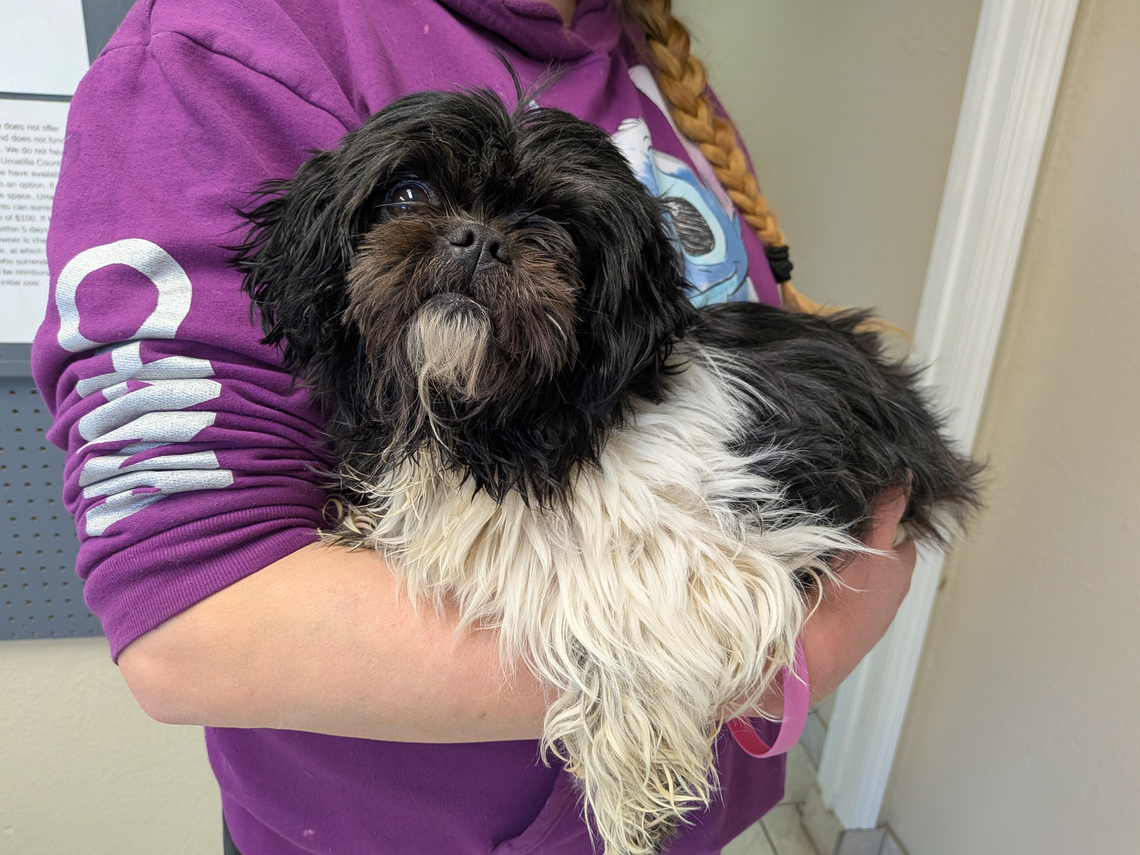 Enlarge Missy, an adopted Shih Tzu in Hermiston, OR image 1/3