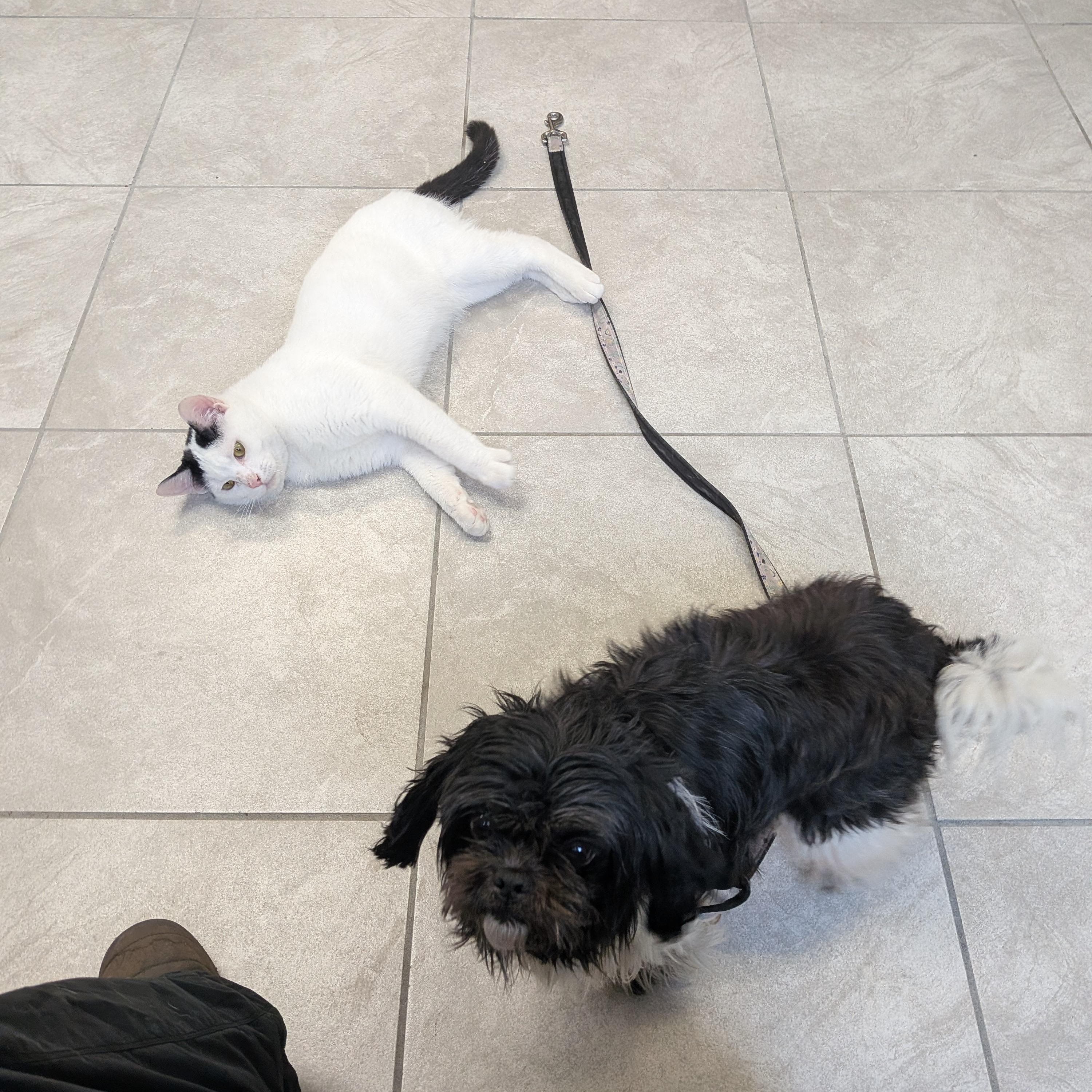 Enlarge Missy, an adopted Shih Tzu in Hermiston, OR image 3/3