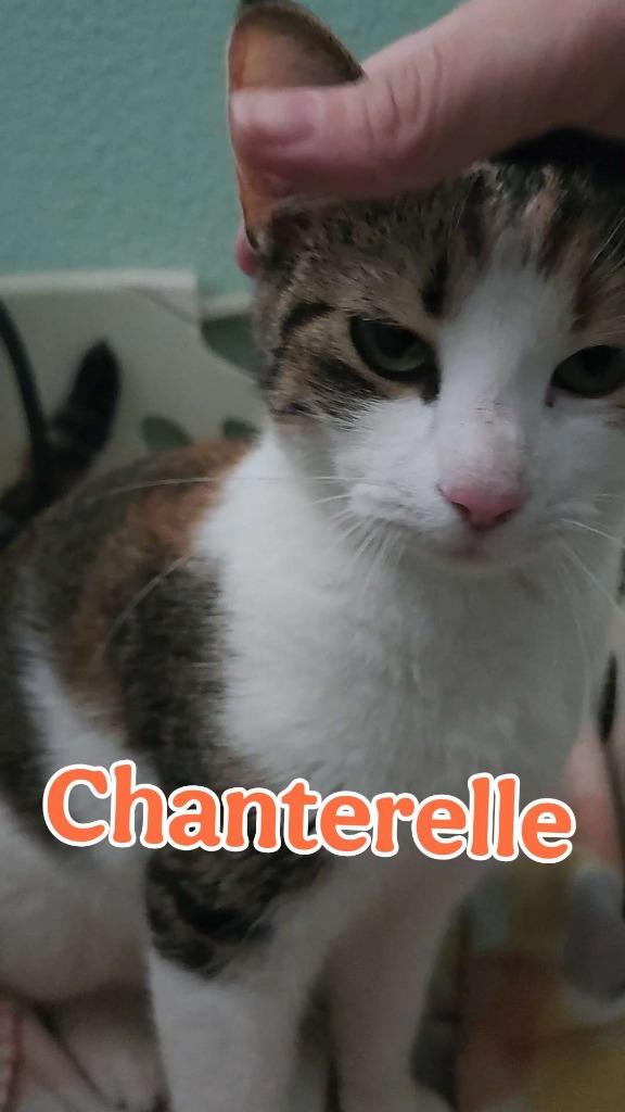 Chanterelle, Adoptable, Adult Female Domestic Short Hair.