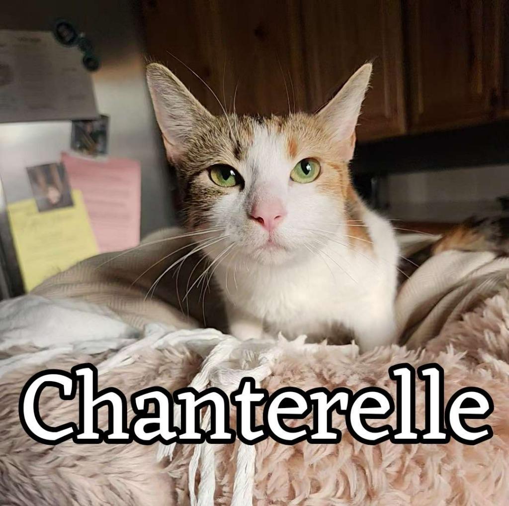 Enlarge Chanterelle, a Adoptable Domestic Short Hair in Hillsboro, OH image 2/3
