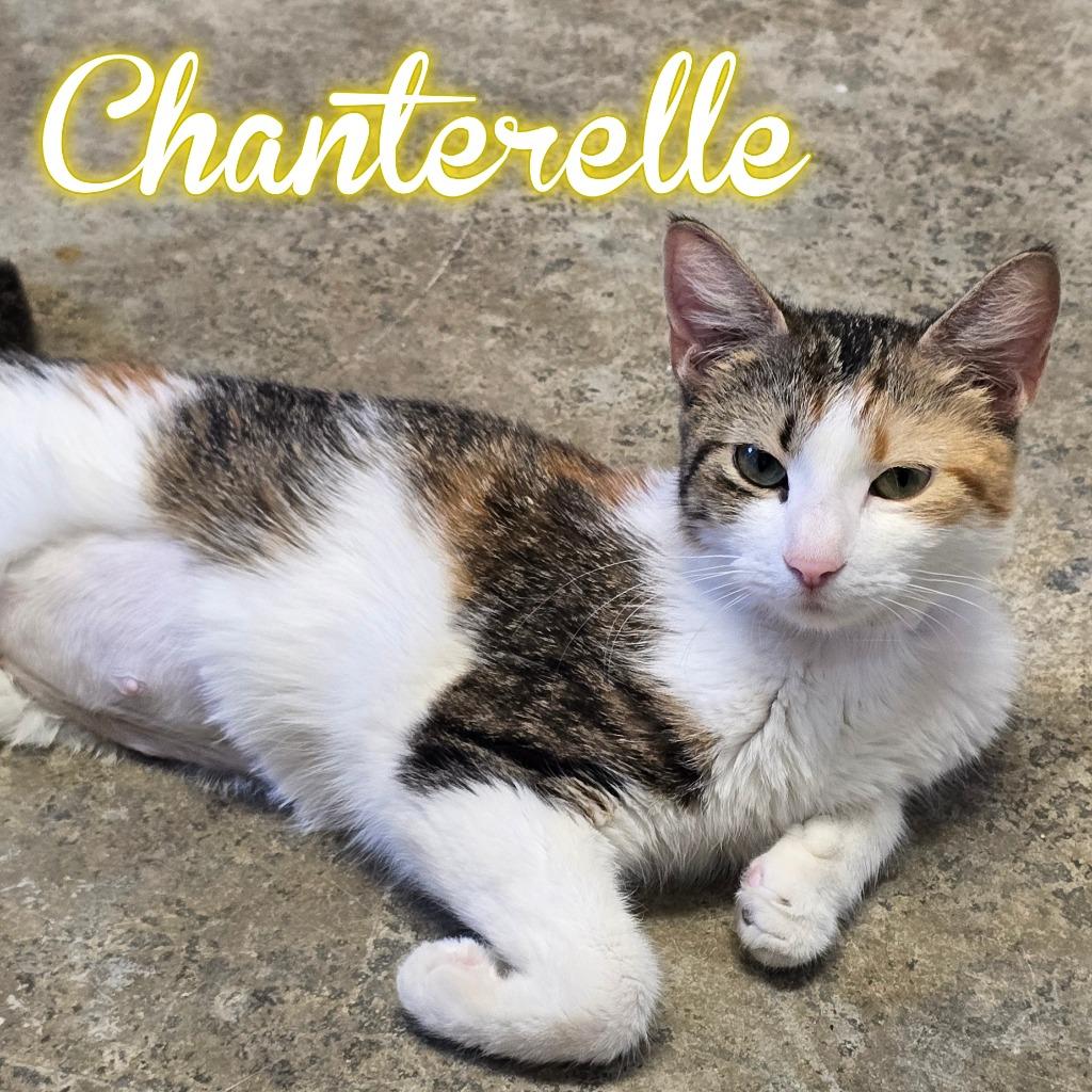 Enlarge Chanterelle, a Adoptable Domestic Short Hair in Hillsboro, OH image 3/3