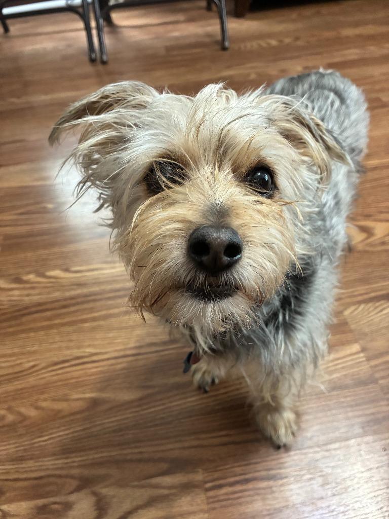Enlarge Moe, an adopted mixed breed in Severn, MD image 1/1