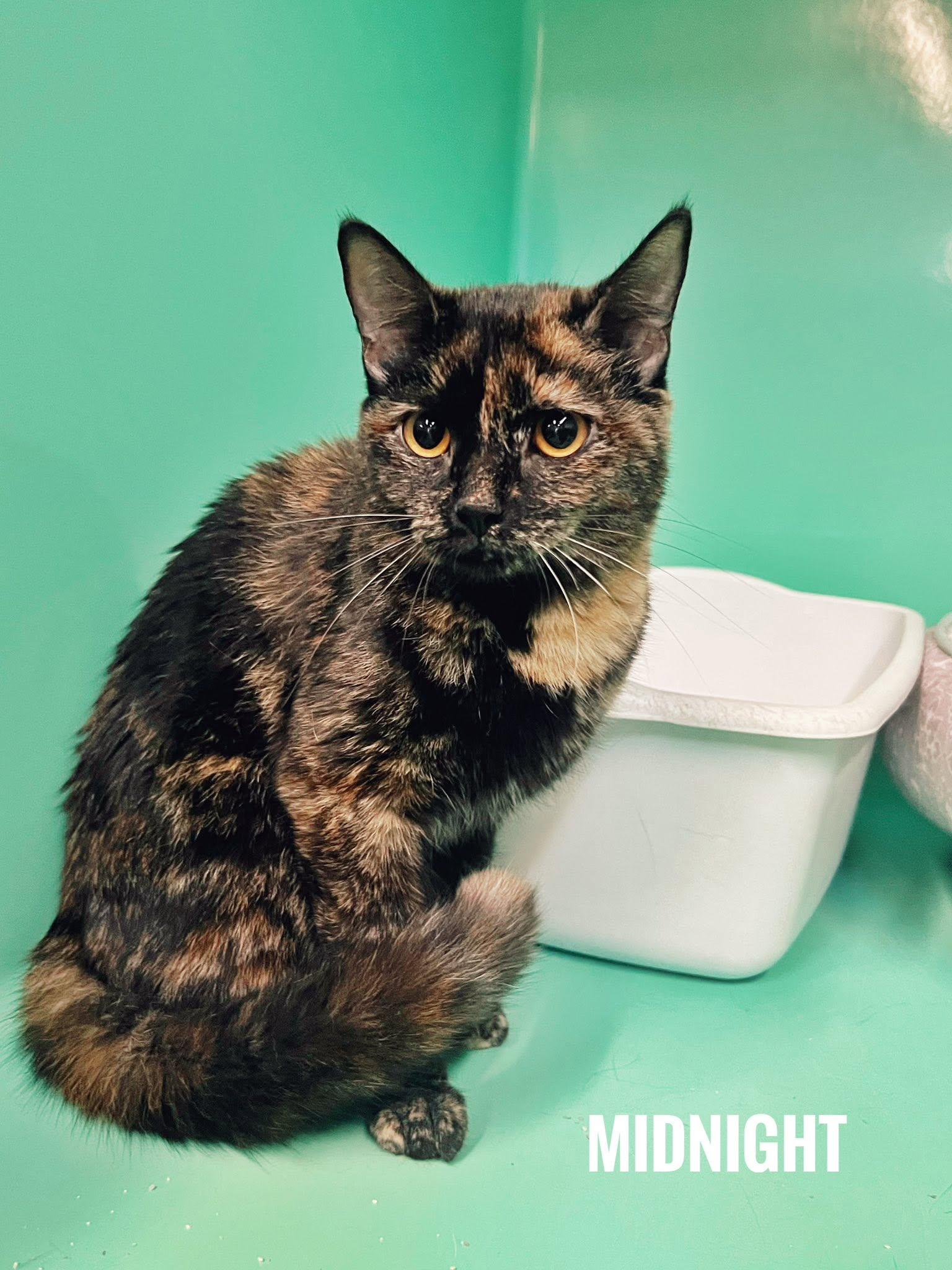 Midnight, Adopted, Adult Female Domestic Short Hair.